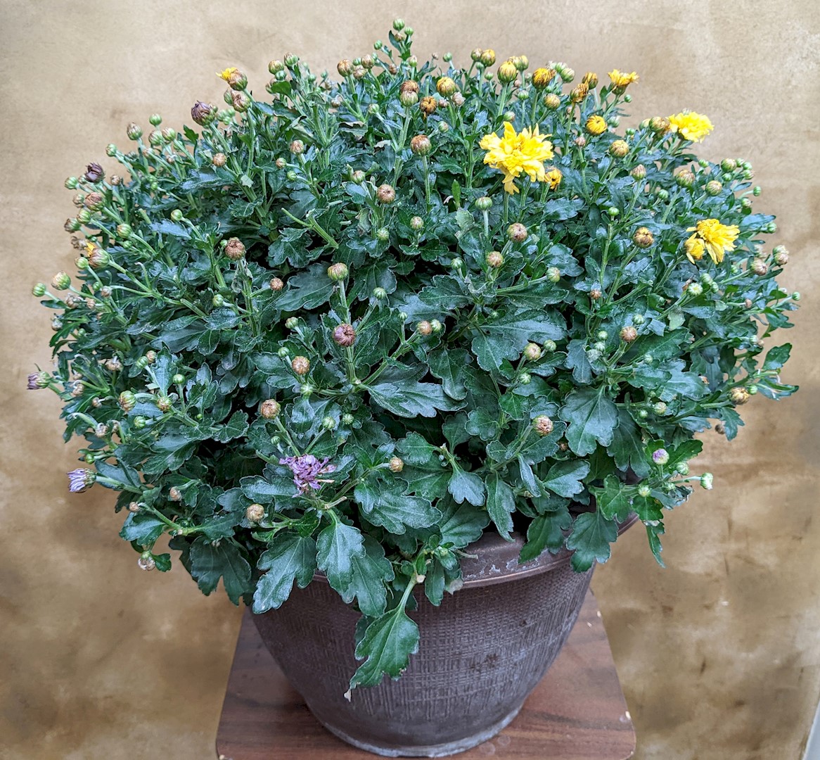 Flowers from Dakota Country Pharmacy