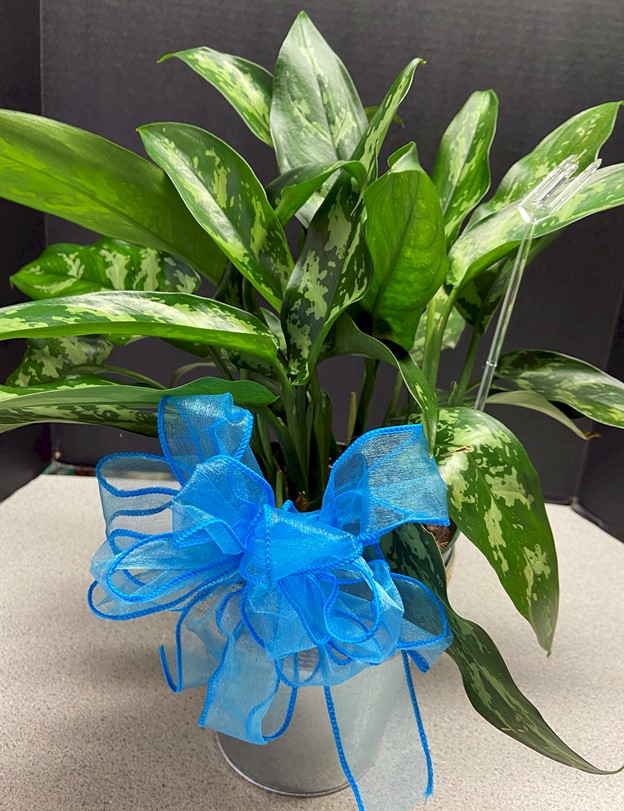 Flowers from Wyatt and Stephanie Volmer and Family