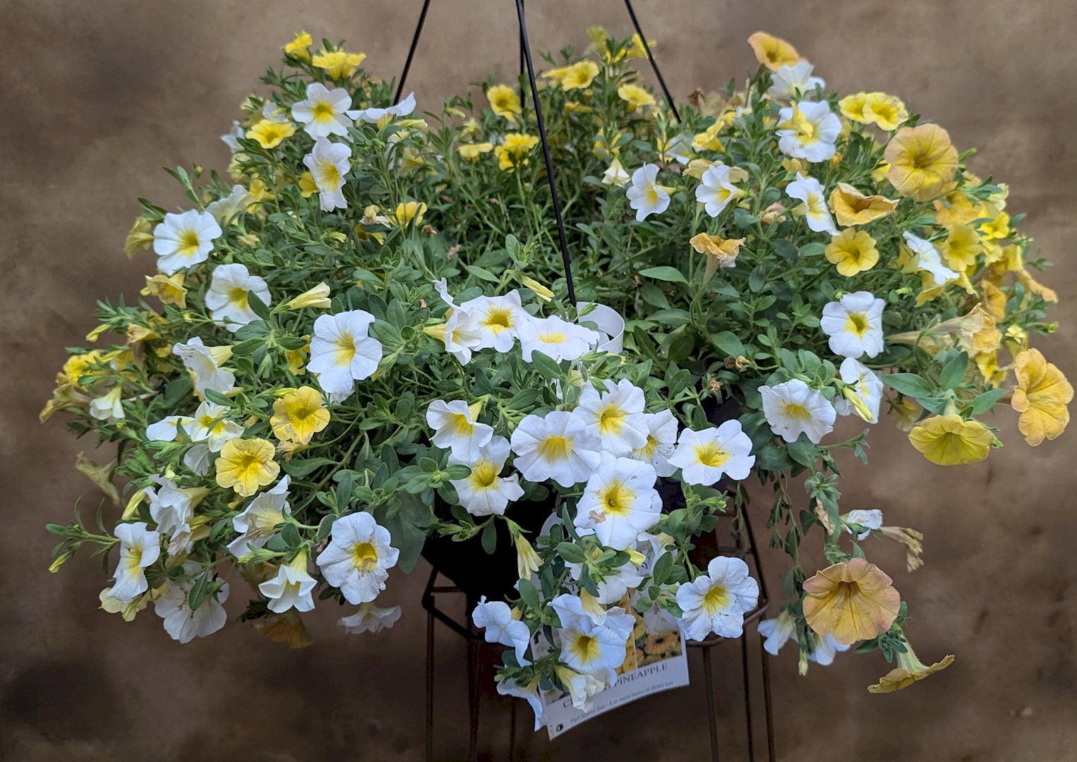 Flowers from The Families of Bud and Helen Schofield: Mary K, Vi, Ellen, Vera, Tom and Janet, Bob and Harla, Dan, and Families