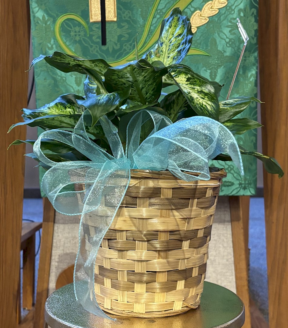 Flowers from Your friends at the Governor's office