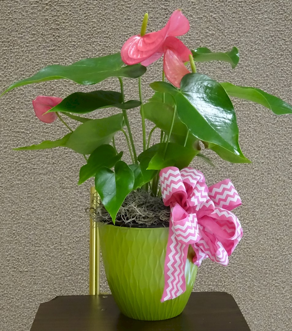 Flowers from Class of 1976