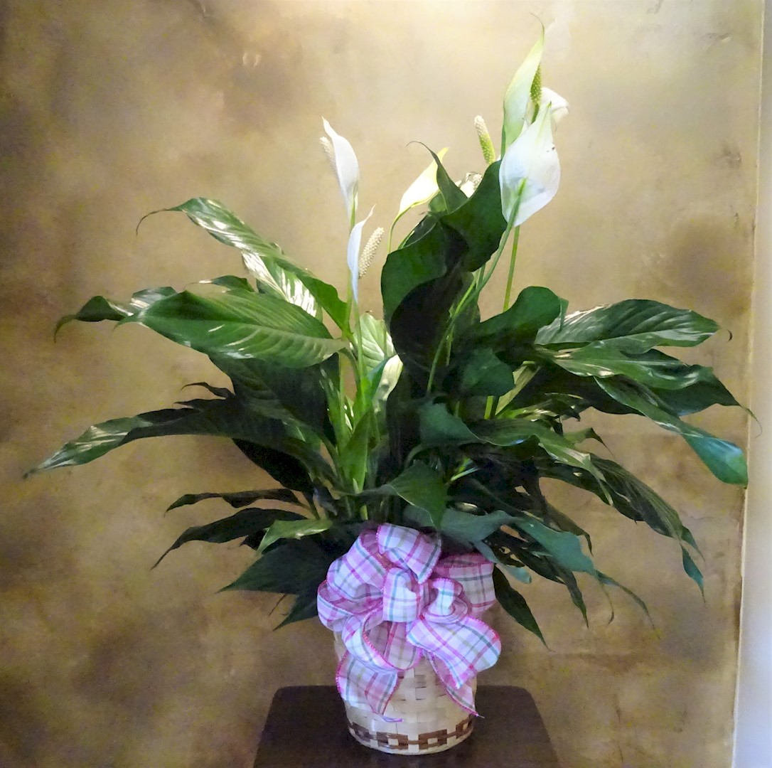 Flowers from Stulken, Petersen, Lingle, Walti, and Jones - Pierre