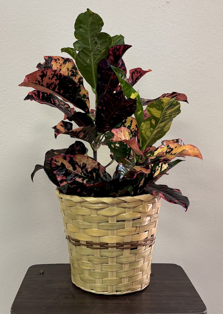 Flowers from Dakota Country Pharmacy