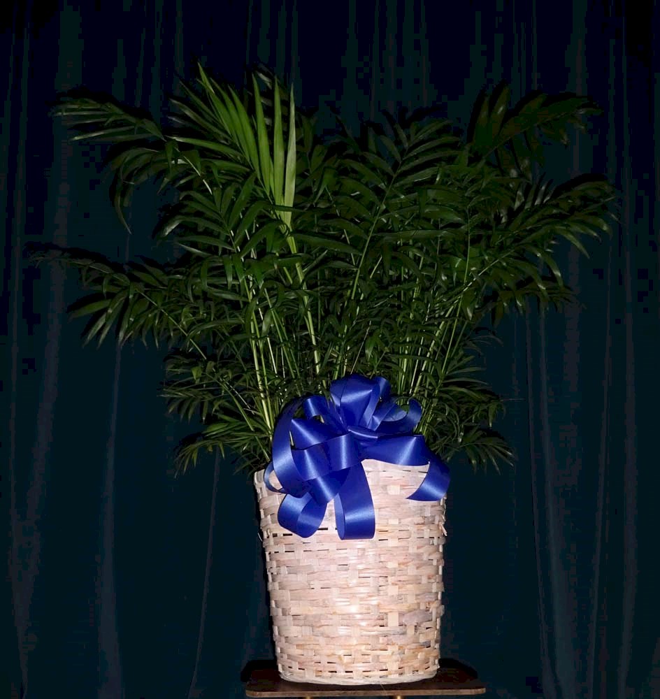 Flowers from Tracy Brakke - Misti Ramser