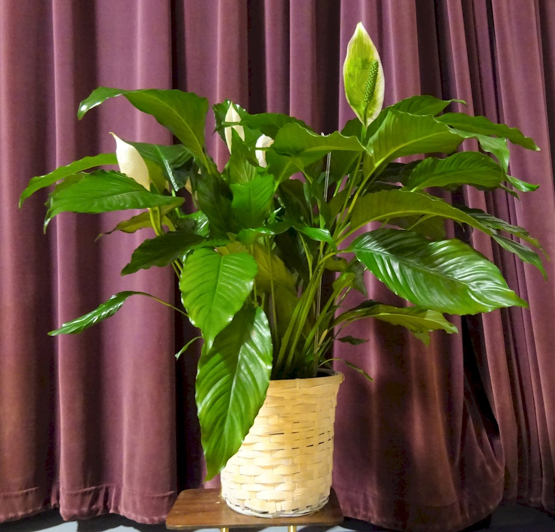 Flowers from The Class of 2006