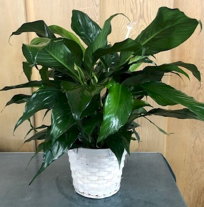 Flowers from Discount Fuel/Kadoka Oil - Mark and Tammy Carlson and Families