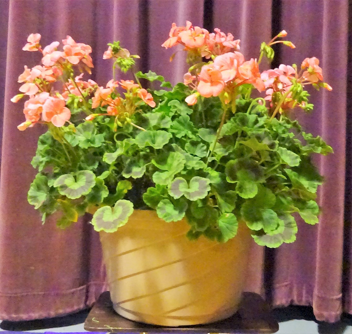 Flowers from Cam, Stevie, and Family, Chris, and Cory and Deidra