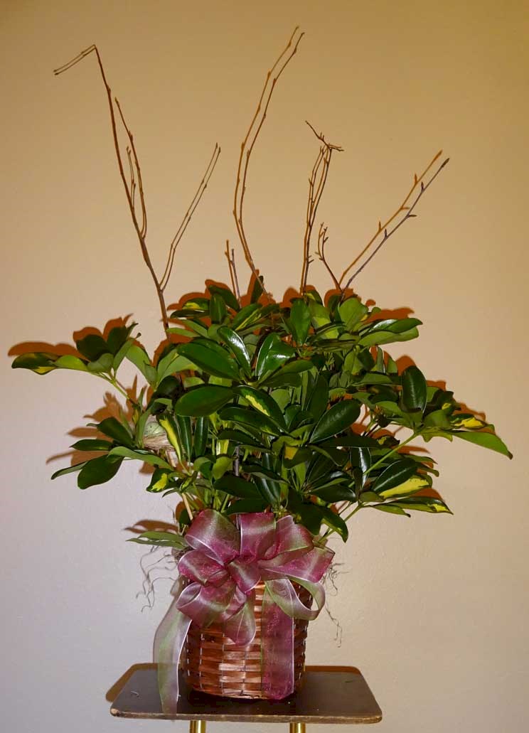 Flowers from John and Anita Brannian