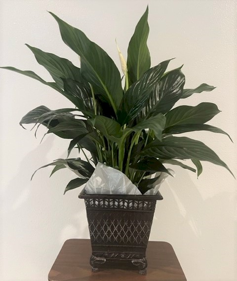 Flowers from Stulken, Petersen LLP of Pierre