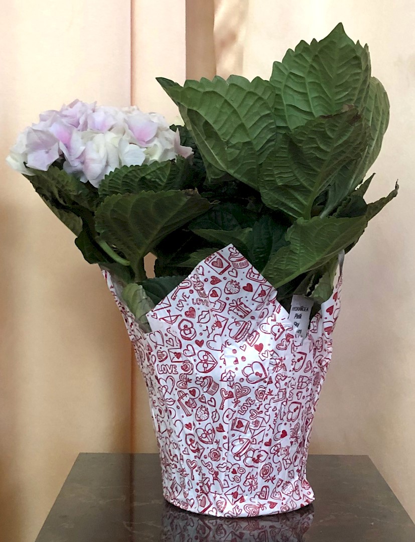 Flowers from Jason, Amber, Liam, and Braelee