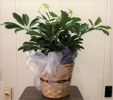 Flowers from Jan, Tam, Savannah, McKenna, Beau, Morning Star, and Avaya