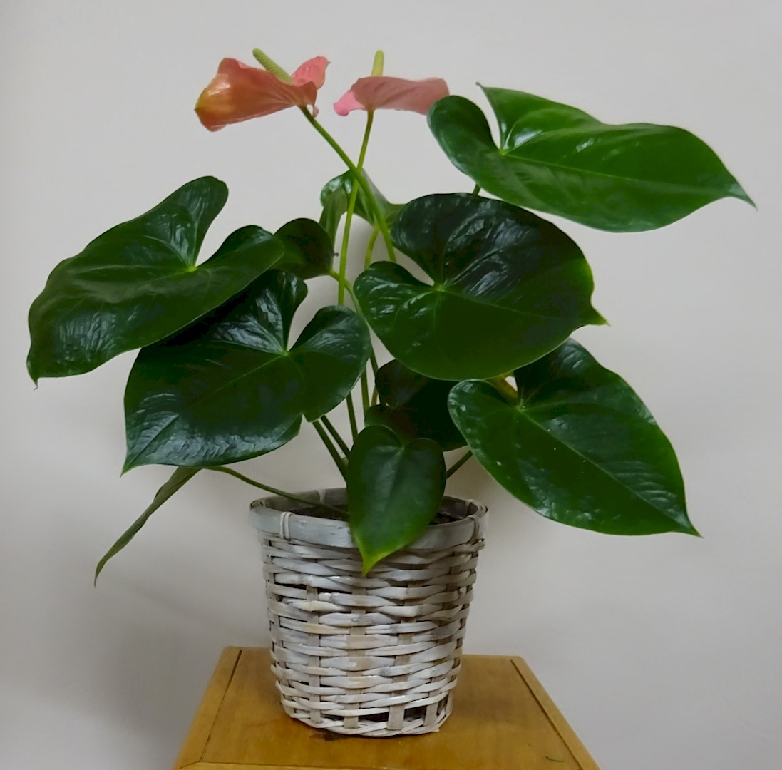Flowers from Rhonda Antonsen and Family