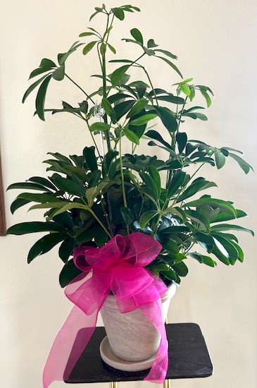 Flowers from Shirley Lamphere