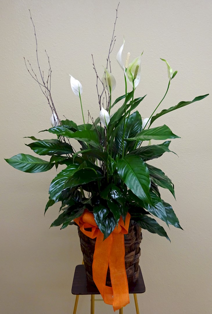 Flowers from Gusgeshi and Morse Families