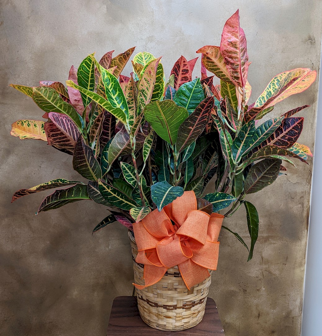 Flowers from Ramona Hight Family