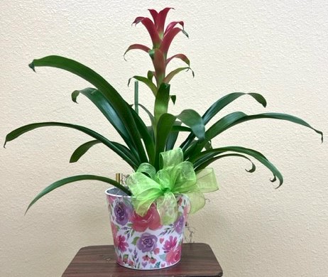 Flowers from City of Wall