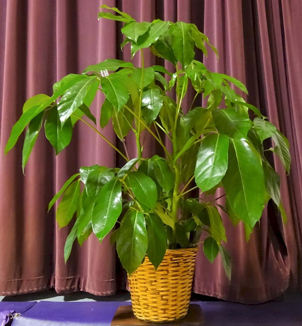 Flowers from West River Excavation and Crew