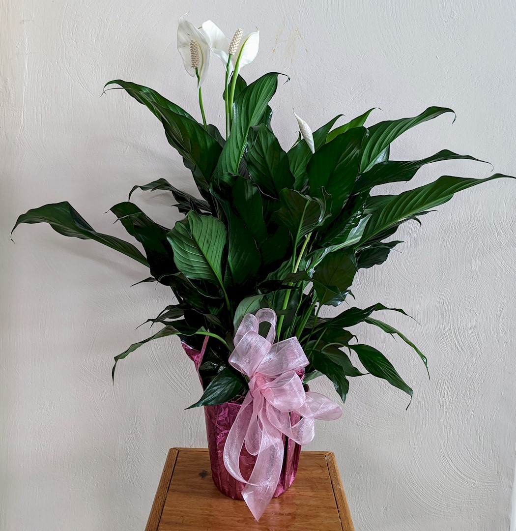 Flowers from Mark and Tammy Carlson and Family; Discount Fuel, Kadoka Oil, and Employees
