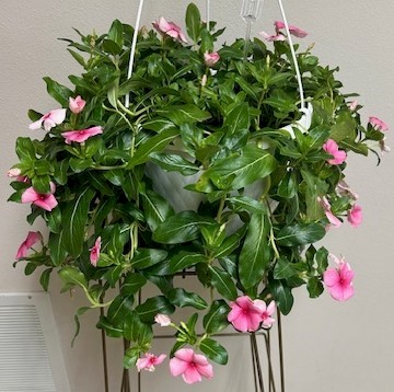 Flowers from Cindy