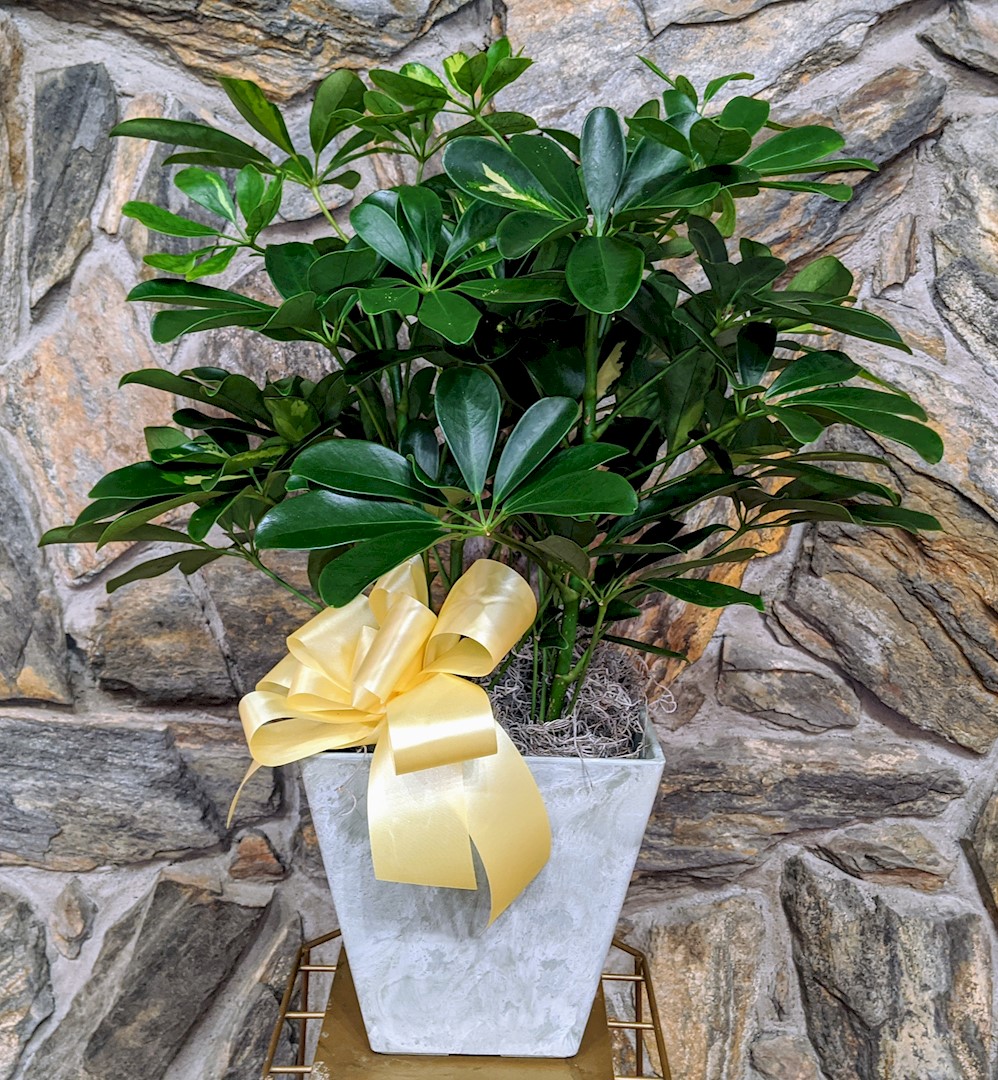 Flowers from Gordon Wollman and the team at Cornerstone Financial Solutions
