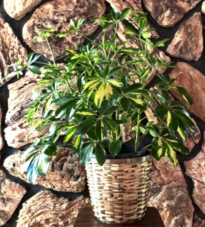 Flowers from Sherry and Family