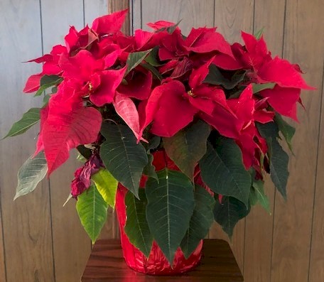 Flowers from Cathie Handcock and Family