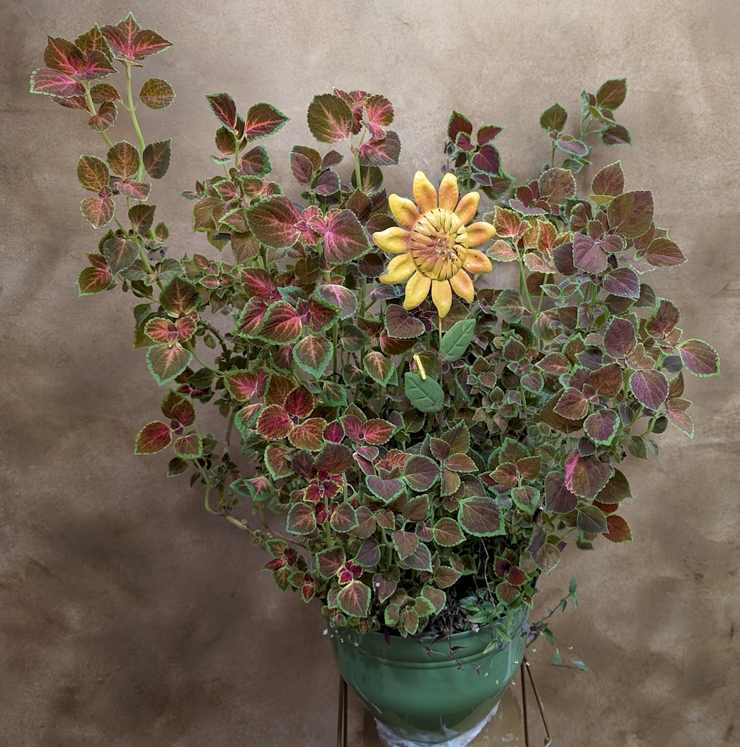 Flowers from Uncle Mike, Aunt Shar, and Moses Family