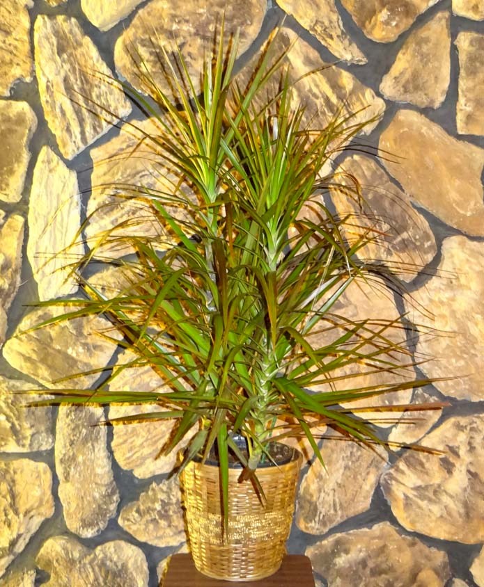 Flowers from The Red Hats