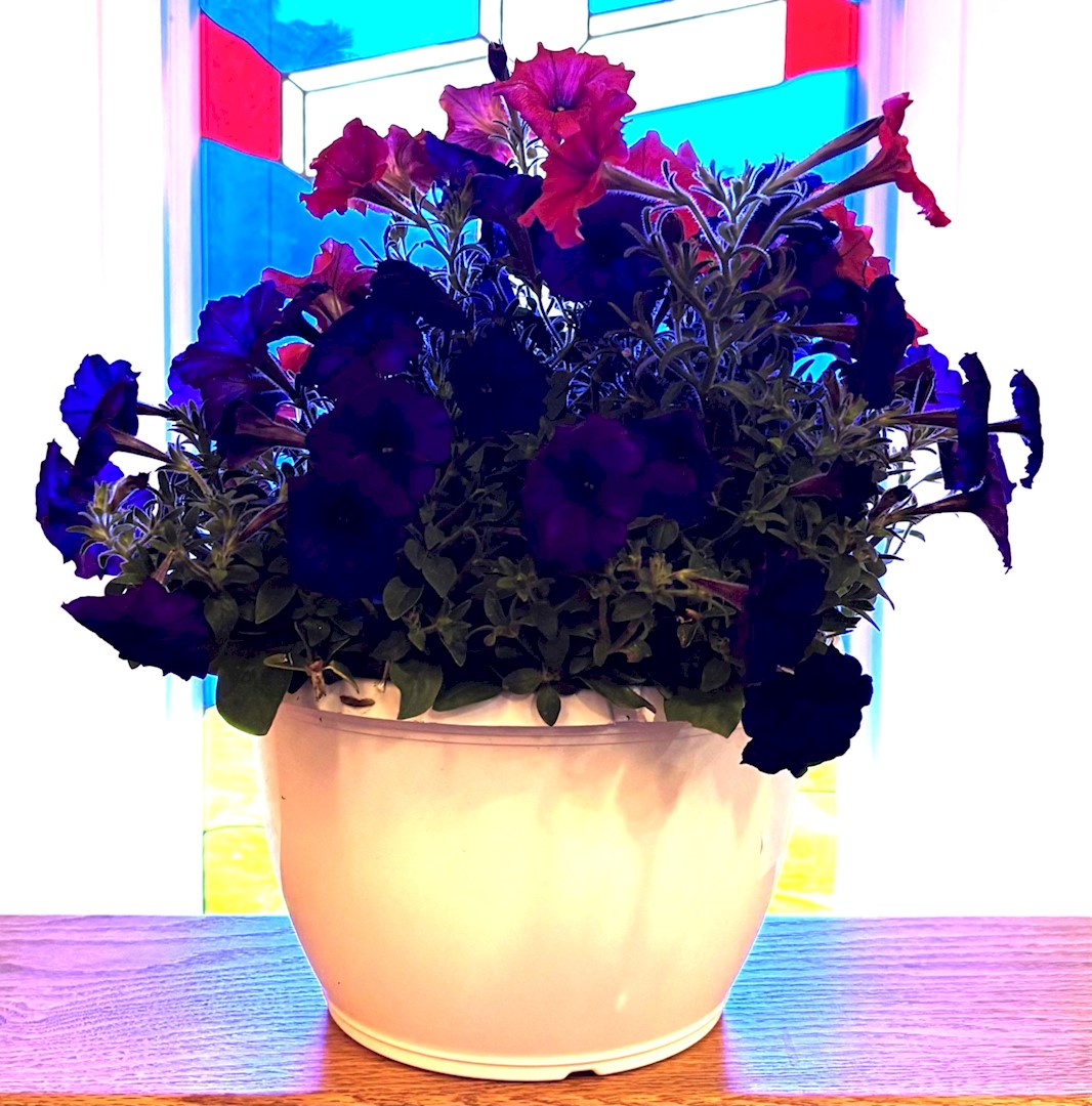 Flowers from The Helms Family