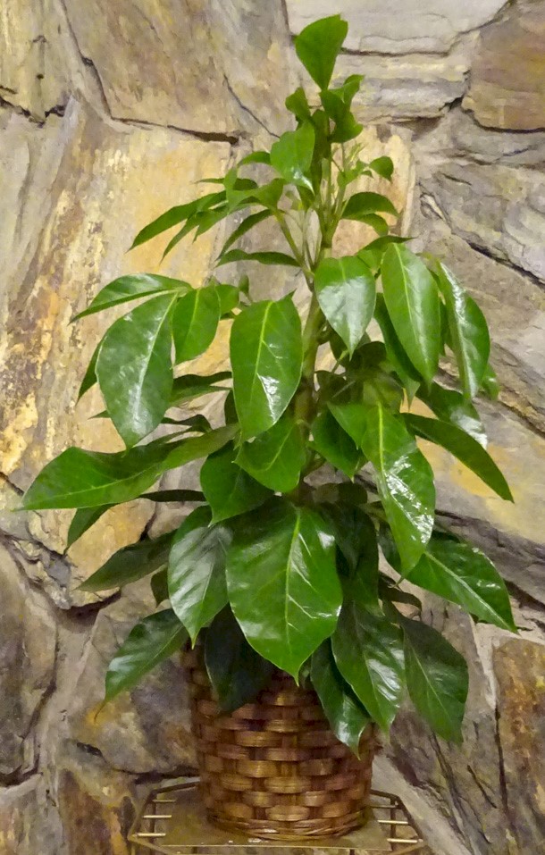 Flowers from Owen, Bonnie, Kassidy, and Kwincy