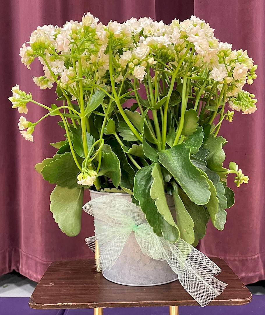 Flowers from Unknown