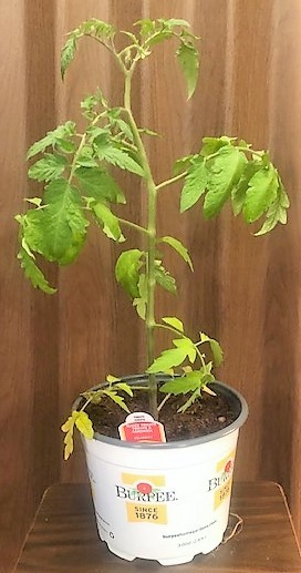 Flowers from Terry and Billie Schell