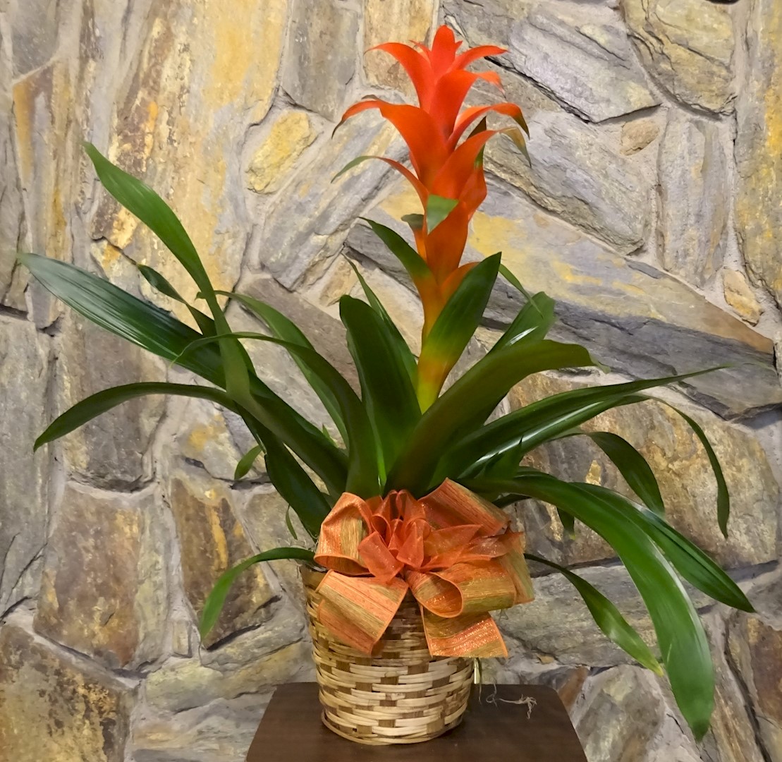 Flowers from Marisa Hett and Boys