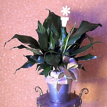 Flowers from CHS River Plains