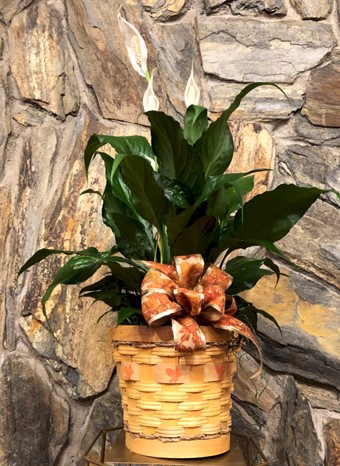 Flowers from Krystle, Katie, Jenna, Sarah, Becky, and Aimee