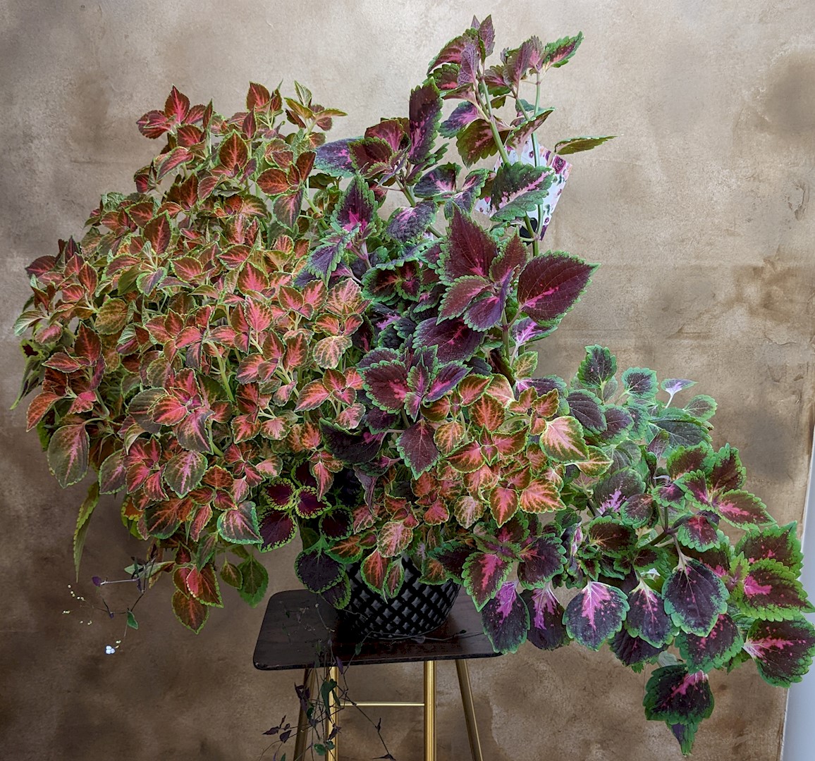 Flowers from Mike and Shar Moses