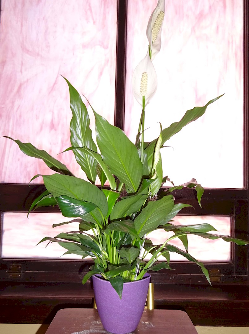 Flowers from Bob and Joan Foley
Chris, Keely, Kiera and Keeran