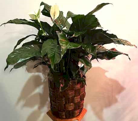 Flowers from Russ and Kathy Nurnberg