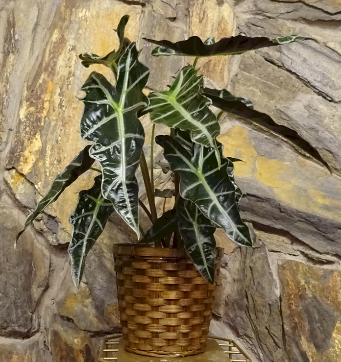 Flowers from Tayta, Branden, Cooper, and Cappie and the 73 Saloon