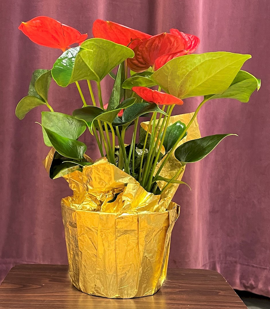 Flowers from Dakota Country Pharmacy
