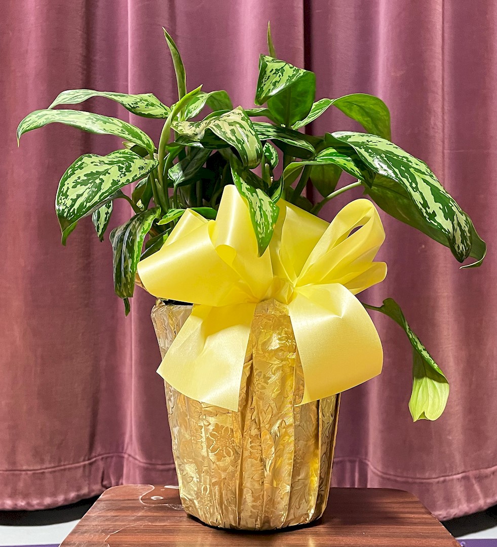 Flowers from Paul and Brenda Gropper