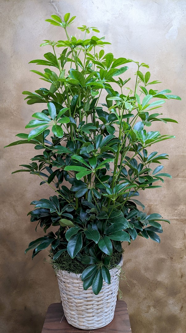 Flowers from Cory's River Rat Clan