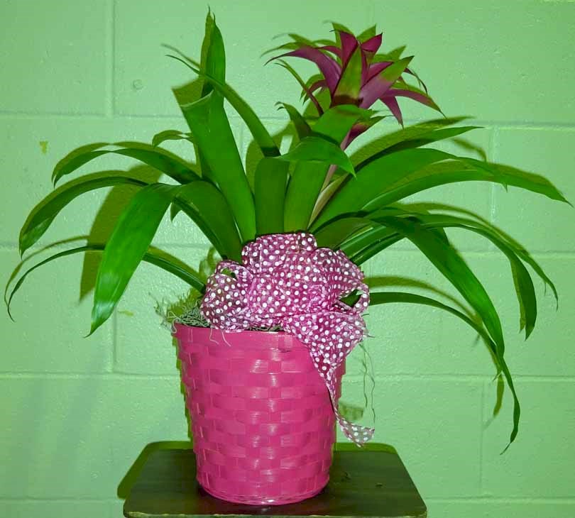 Flowers from Twin Brooks Threshing Show
