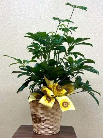 Flowers from Dan and Cindy Hauk