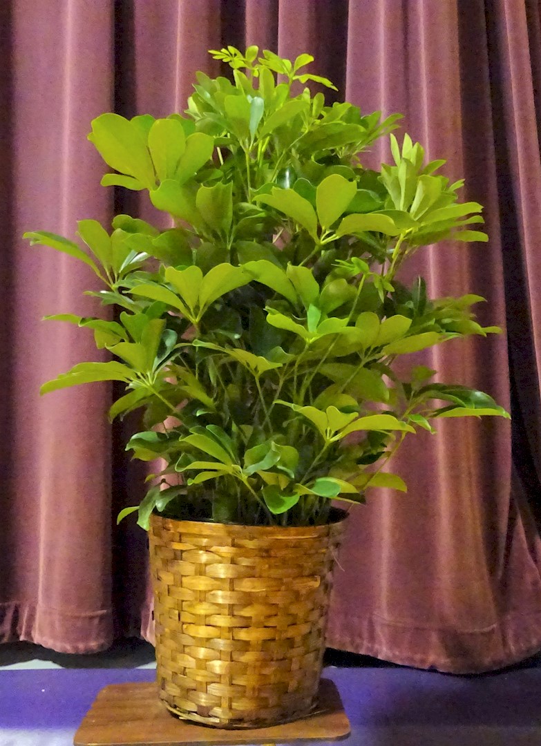 Flowers from Matt and J.J. Harvey