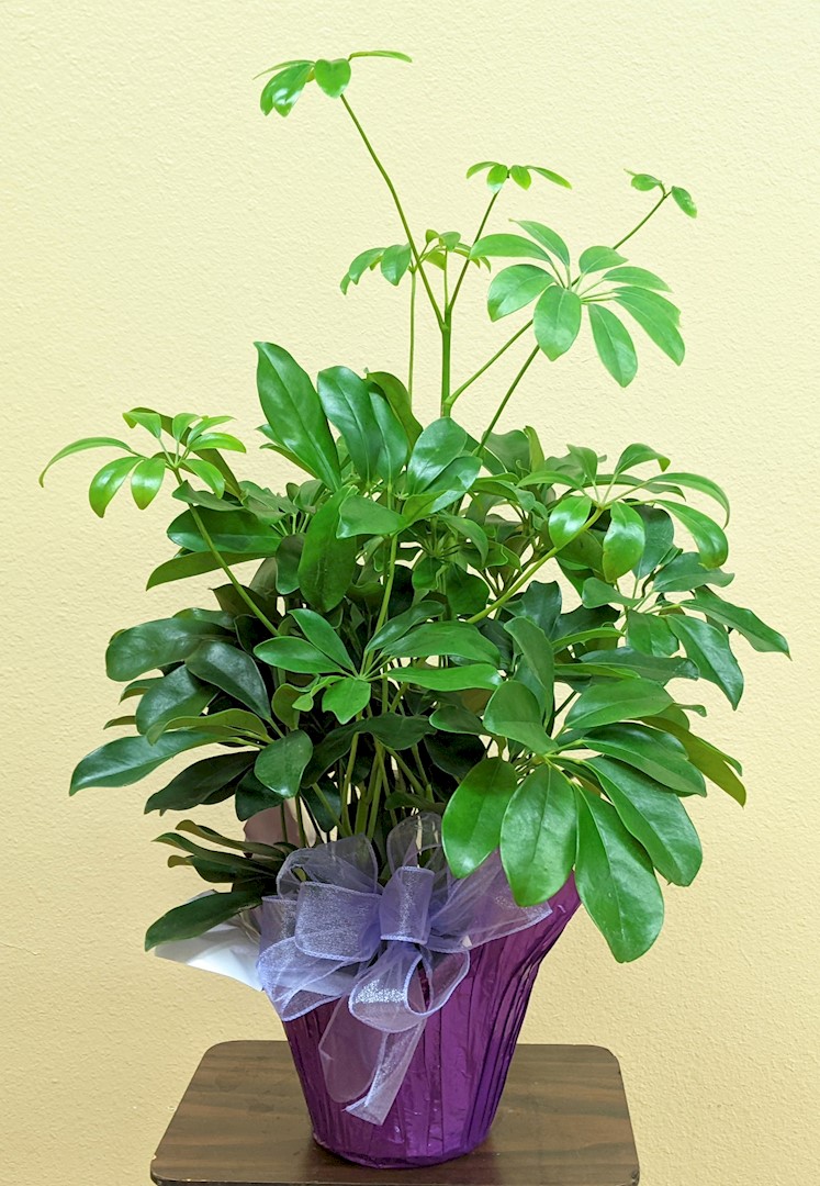 Flowers from Stulken Petersen LLP of Pierre, SD