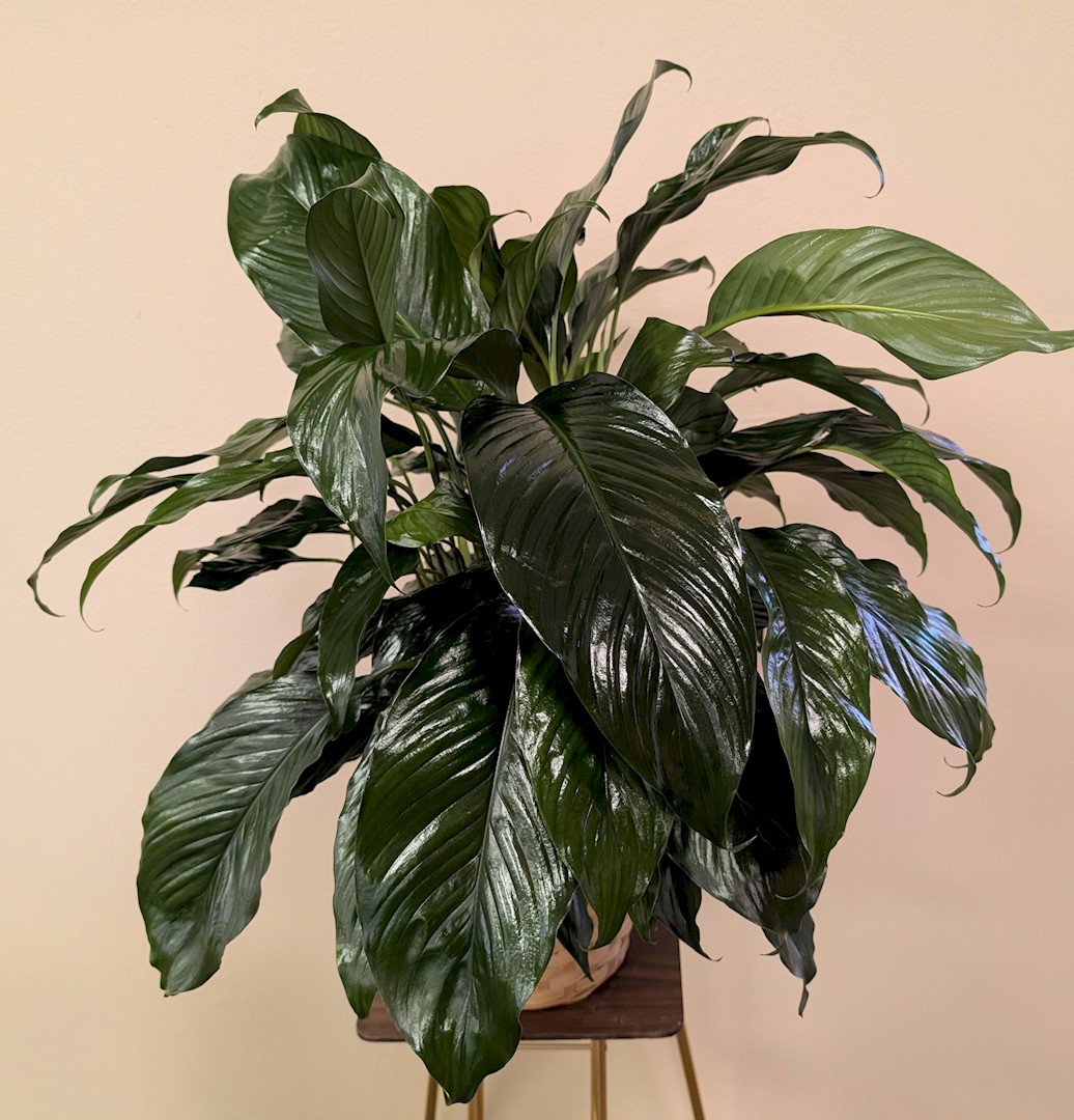 Flowers from Dad and April