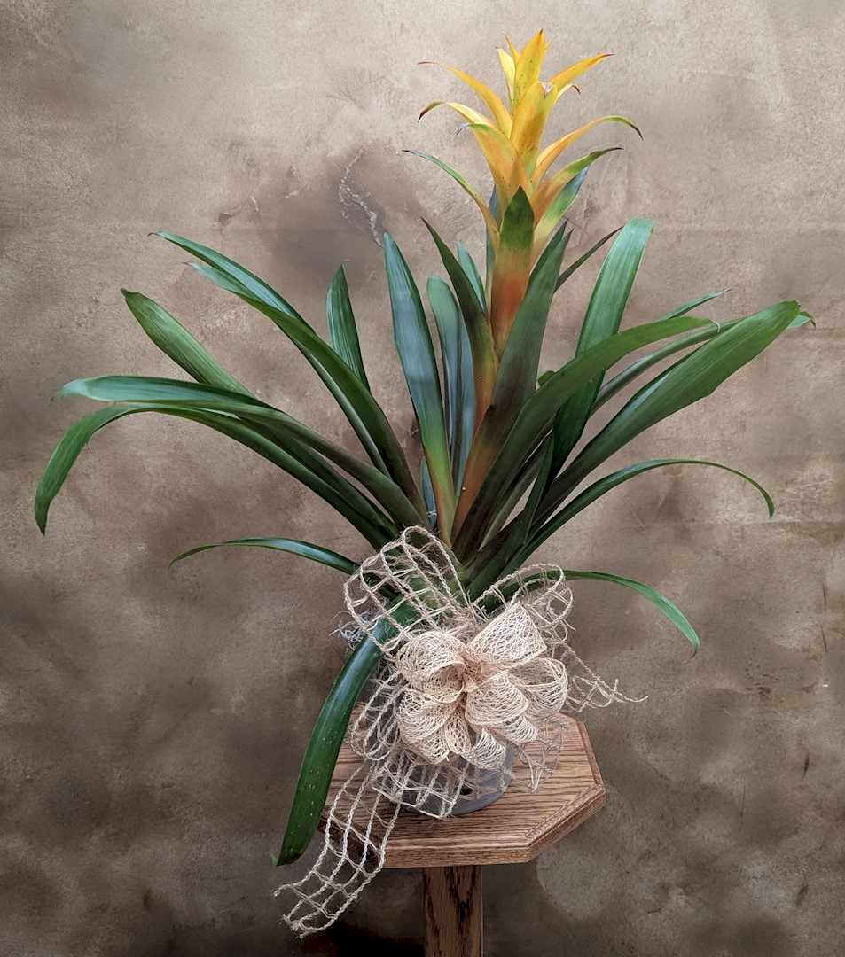 Flowers from Dakota Country Pharmacy