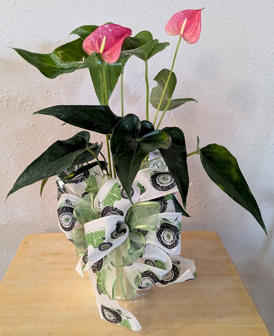 Flowers from Dakota Country Pharmacy