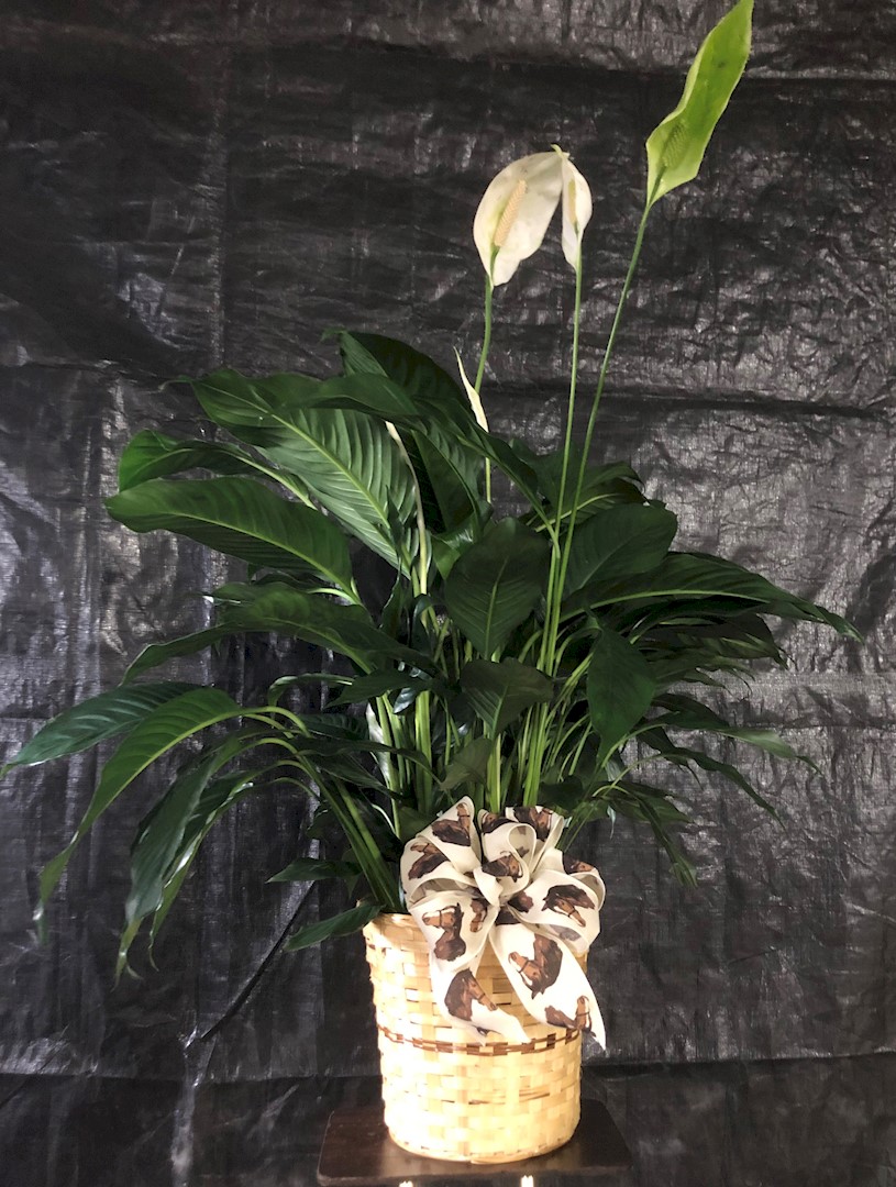 Flowers from Everyone at the Cowboy Corner